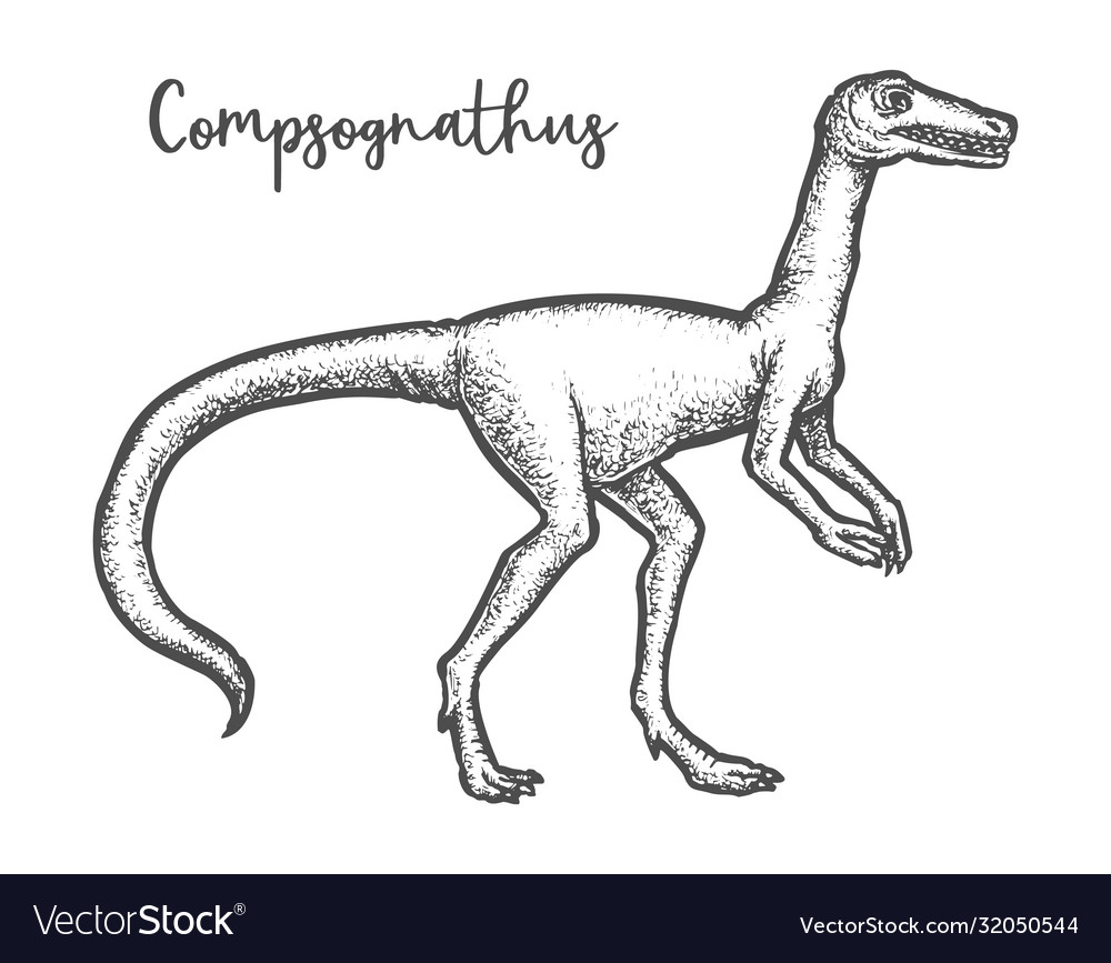 Compsognathus longipes dinosaur sketch dino Vector Image