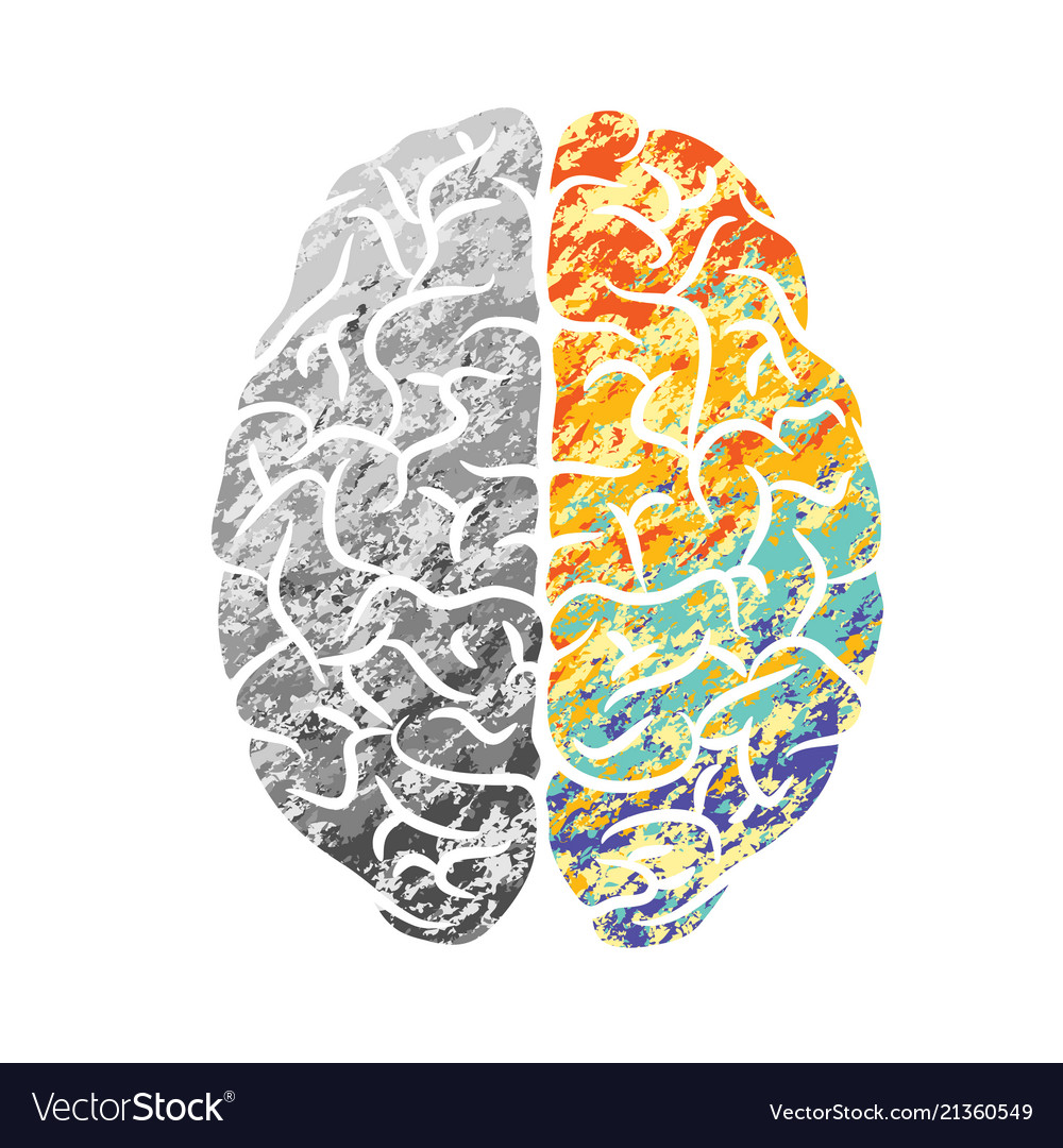 Brain gray and color Royalty Free Vector Image