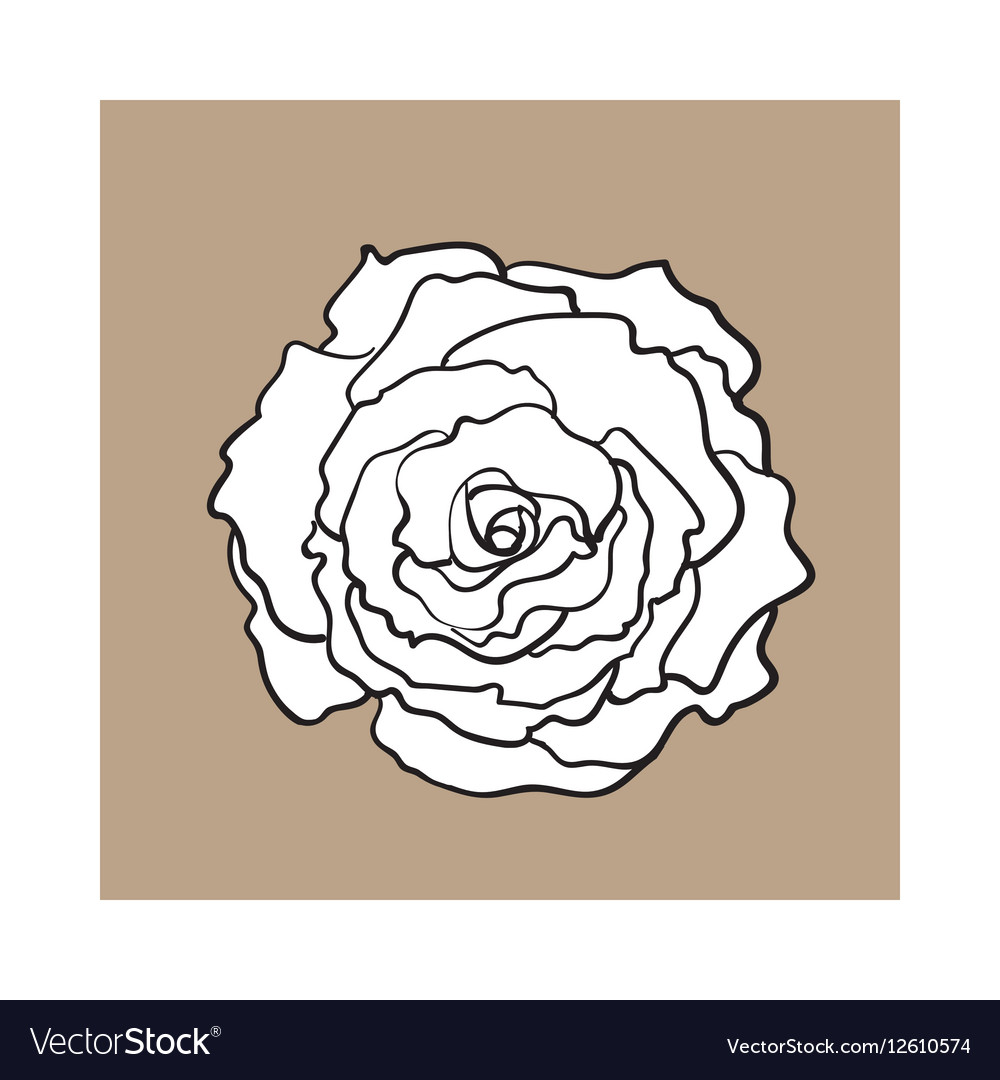 Deep contour rose top view isolated sketch Vector Image