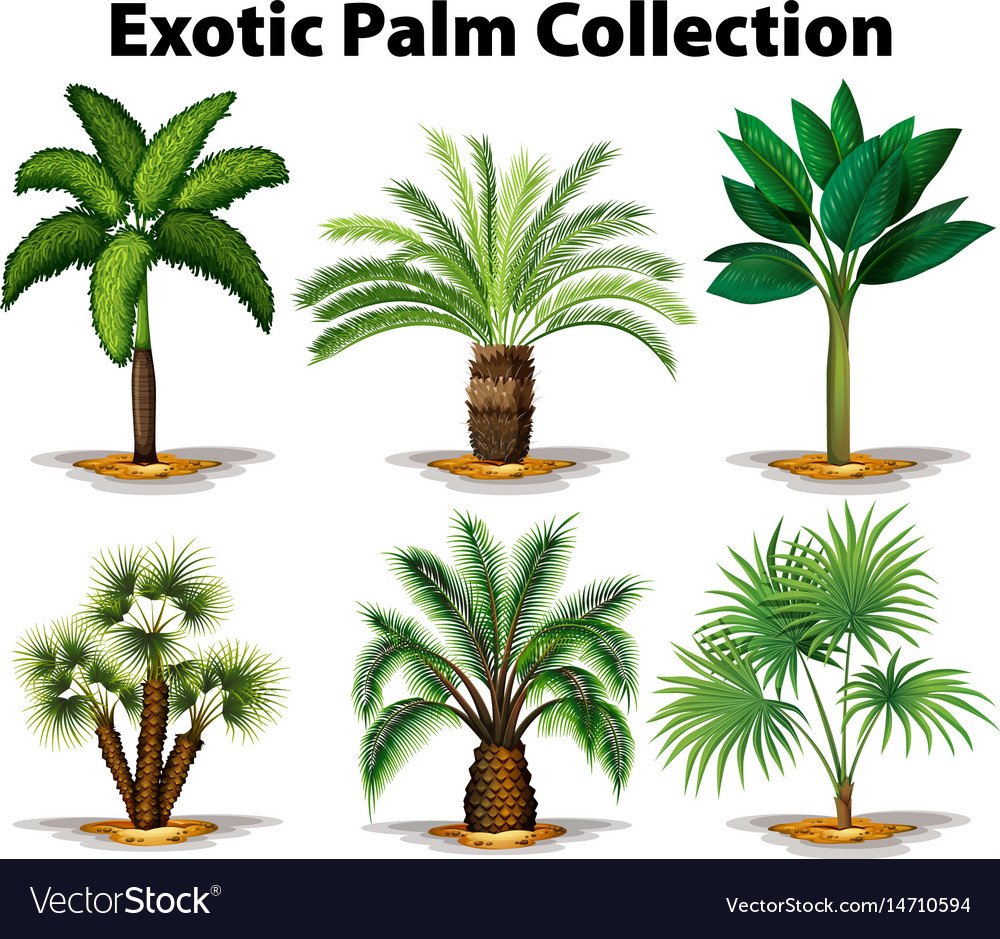 Different Types Of Exotic Palm Trees Royalty Free Vector different-types-of-exotic-palm-trees-royalty-free-vector