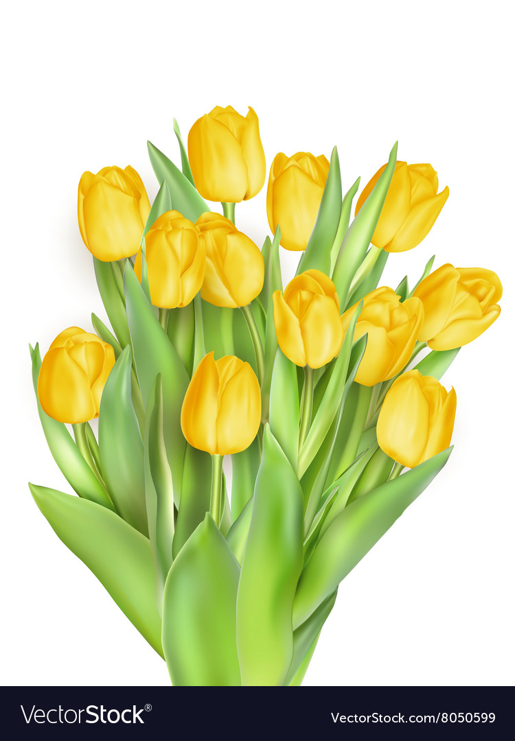 bunch of tulips eps