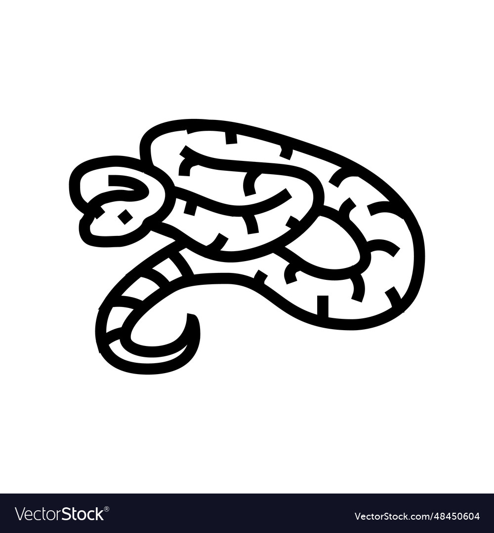 Boa constrictor animal snake line icon Royalty Free Vector