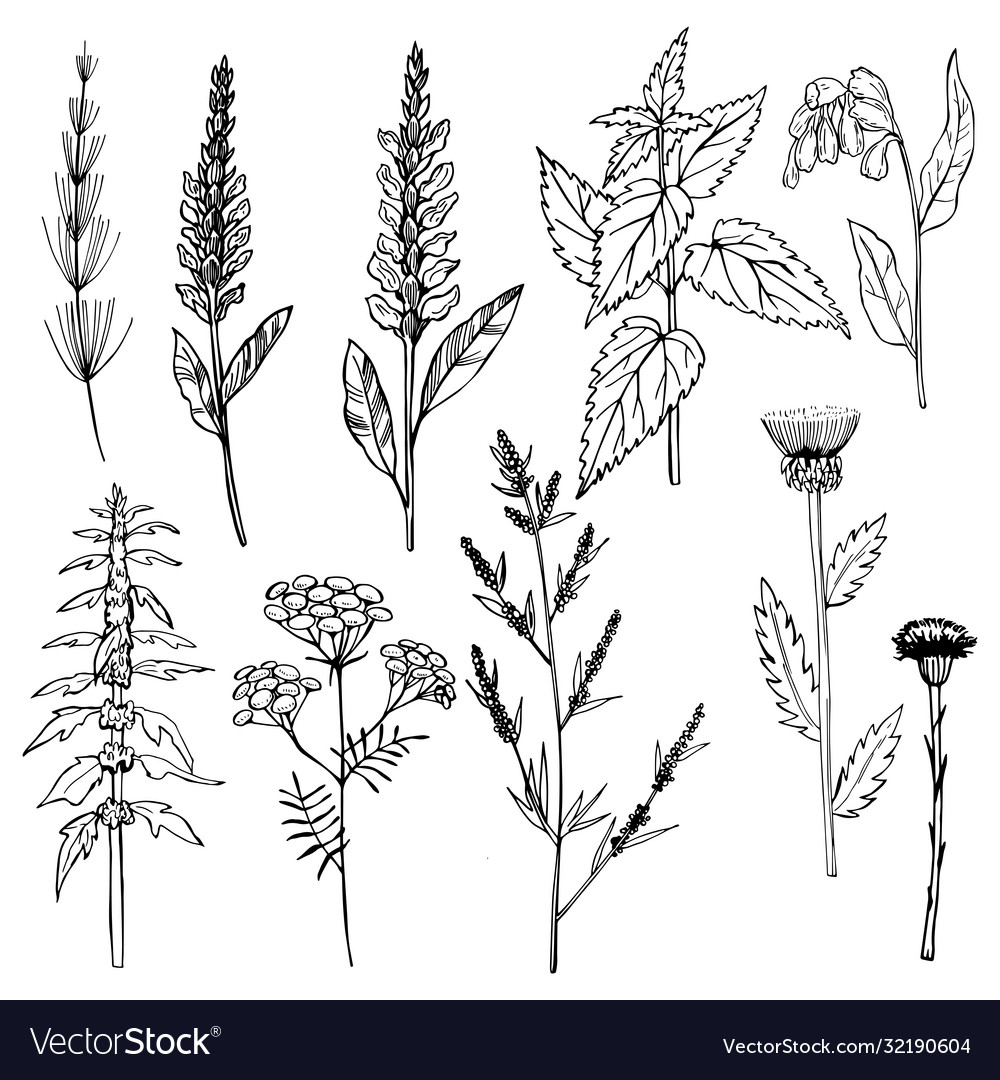 Hand drawn medicinal herbs sketch Royalty Free Vector Image