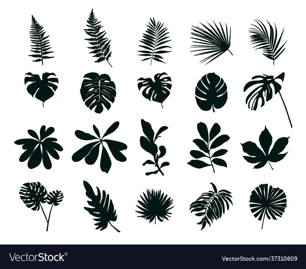 Set silhouettes tropical leaves Royalty Free Vector Image