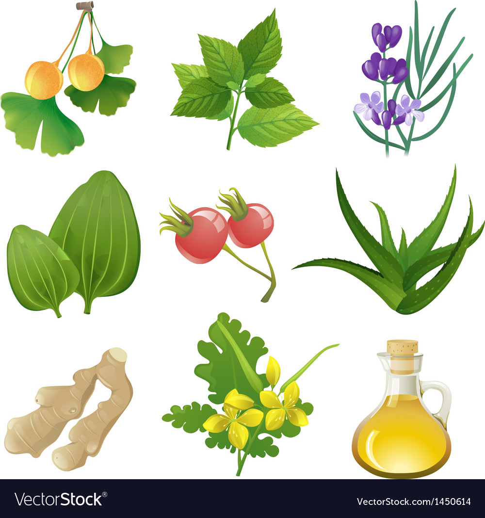 Herbal medicine Royalty Free Vector Image - VectorStock