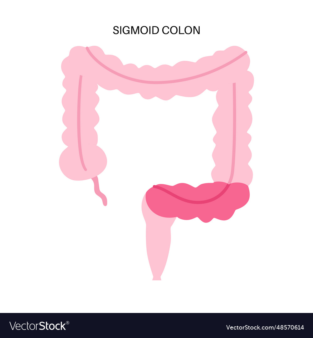 Large intestine anatomy