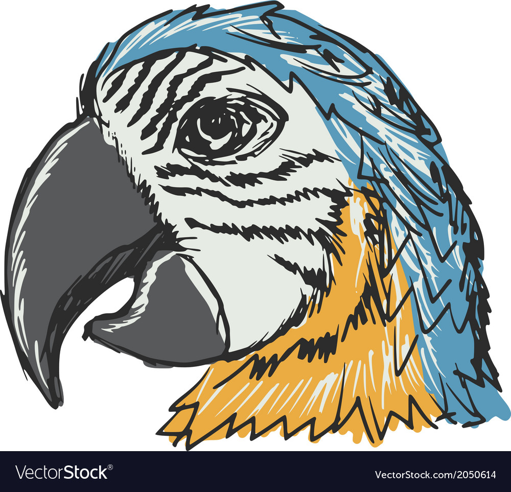 Parrot Royalty Free Vector Image - VectorStock