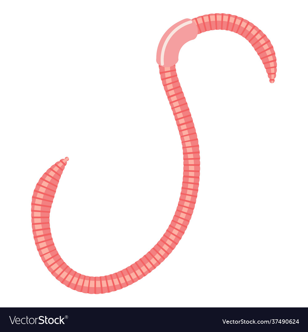 Earthworm isolated on a white background Vector Image