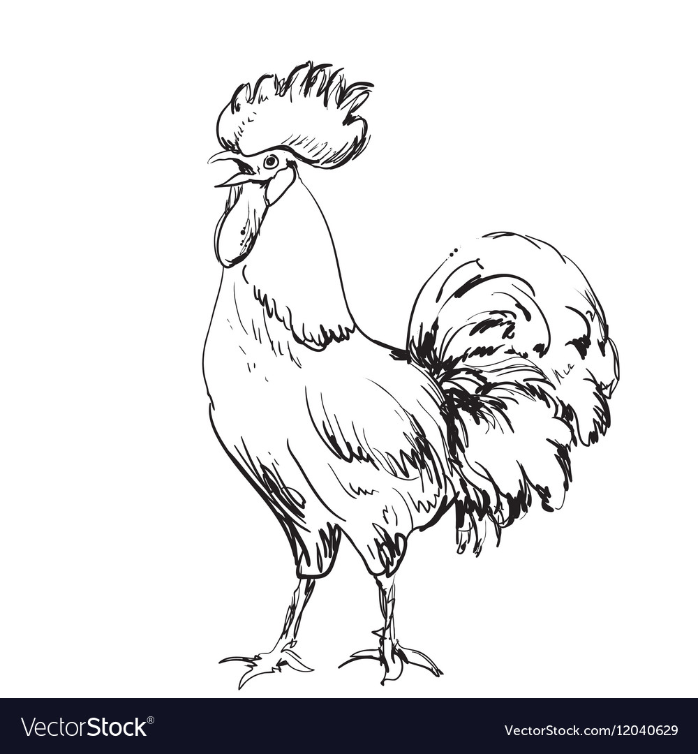 Lunar new year greeting card design cock sketch