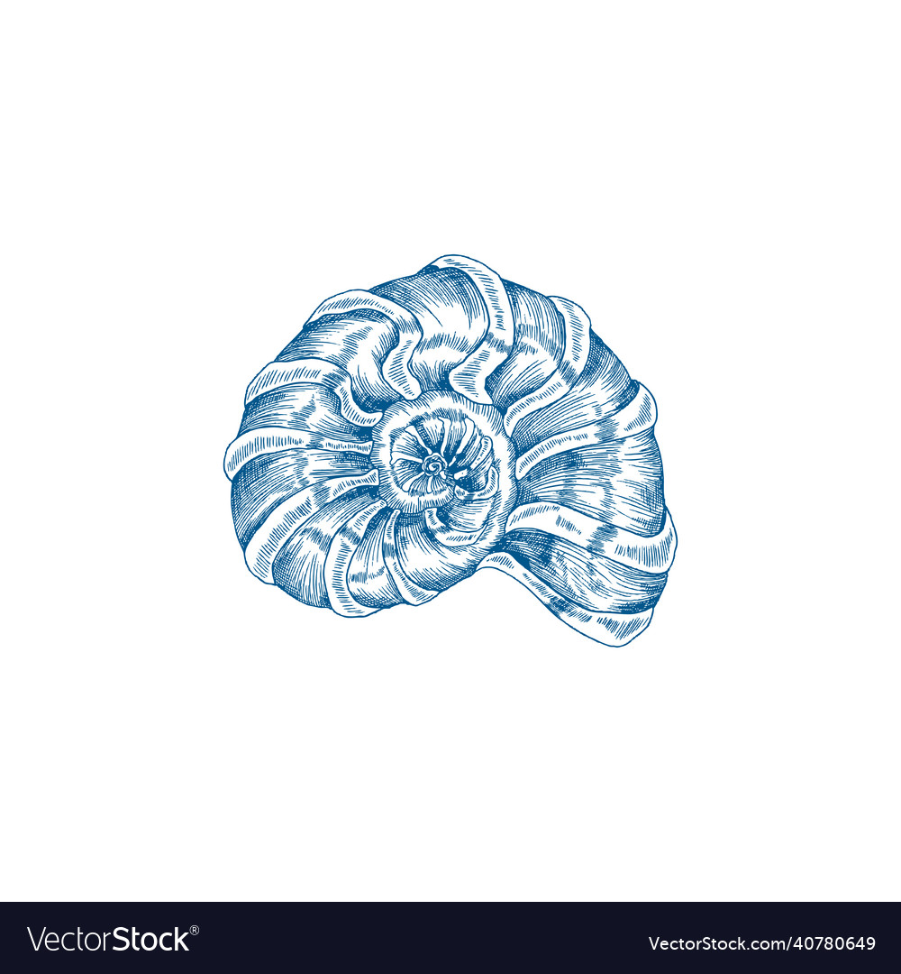 Sea shell or conch in spiral shape hand drawn Vector Image