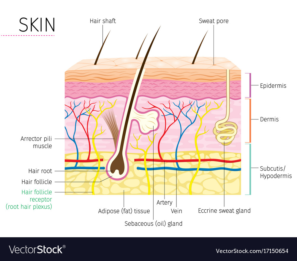 Diagram Of A Hair Follicle In A Cross Section Of Skin Layers Stock