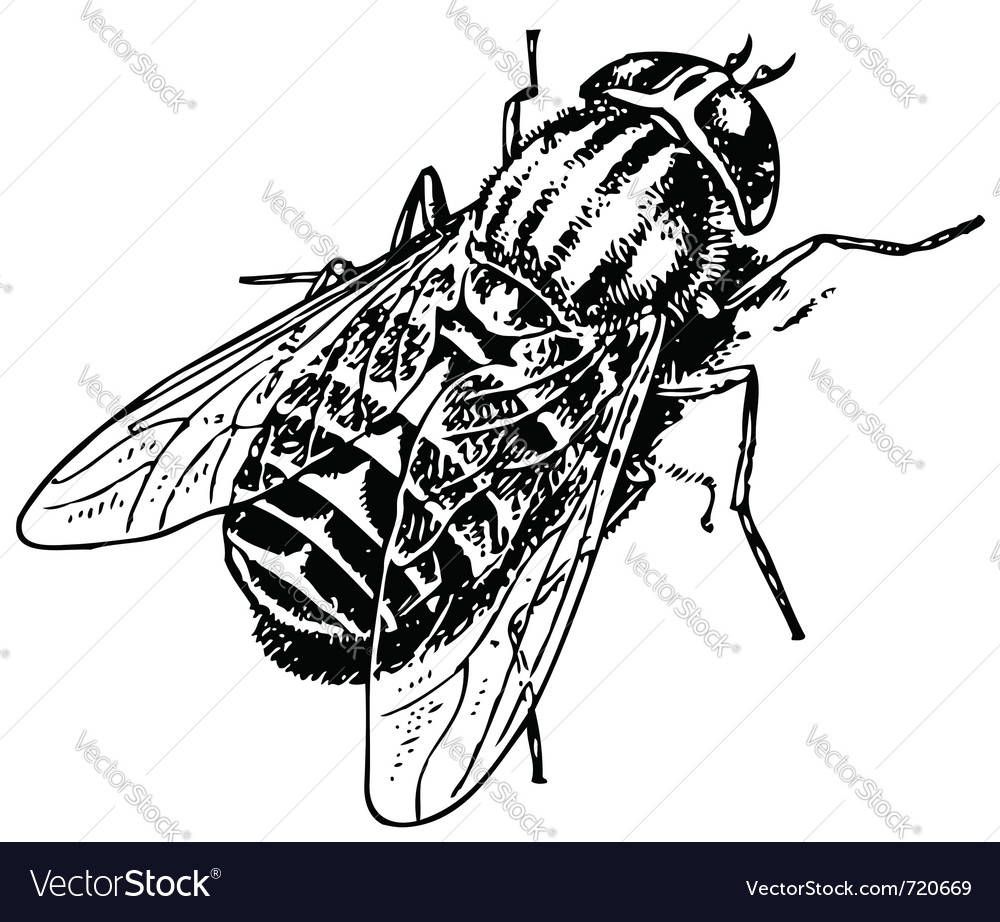 Tabanus Bovinus Royalty Free Vector Image Vectorstock