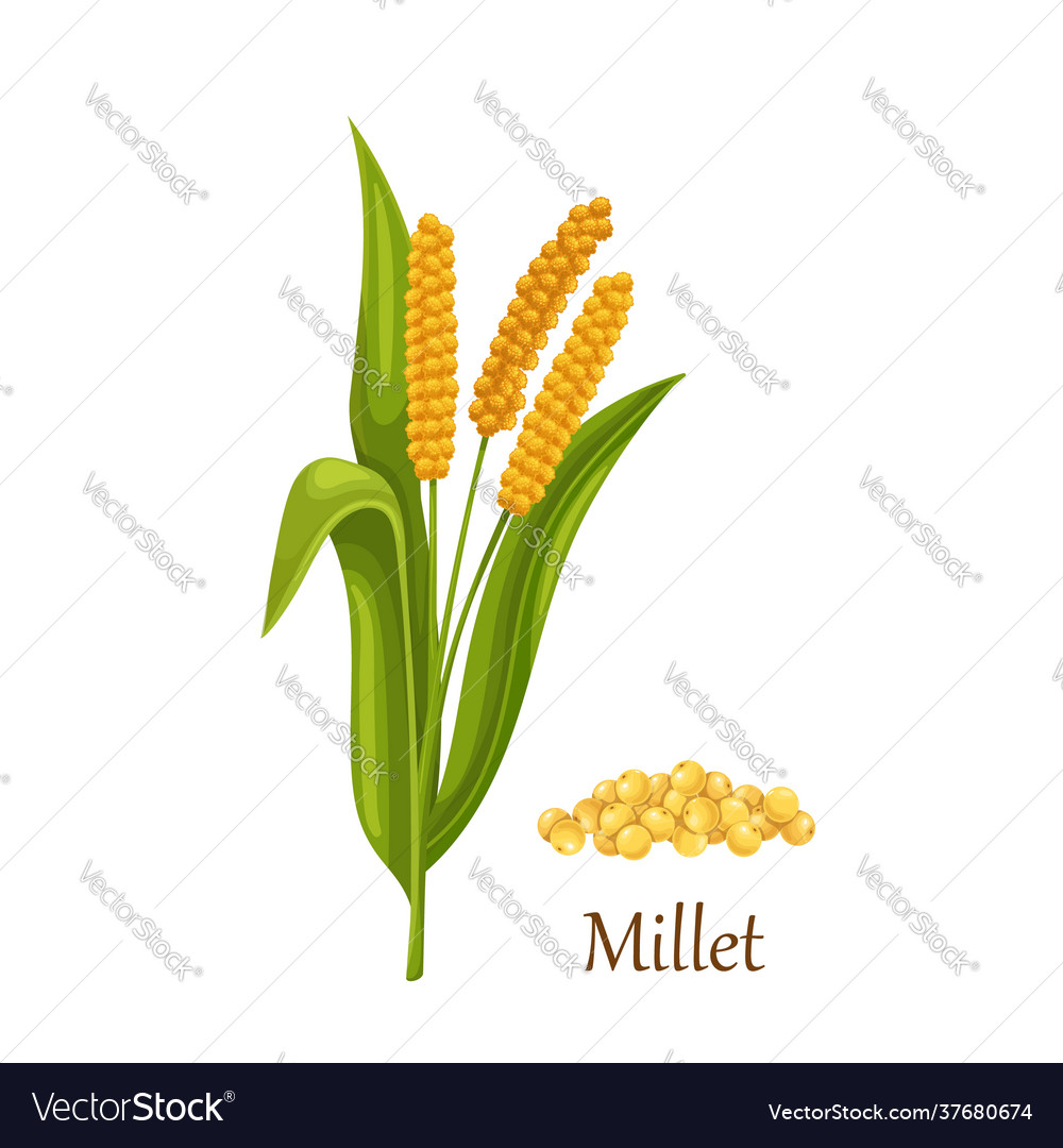 Grass Cereal Crops Agricultural Plant Vector Stock Vector 51 OFF