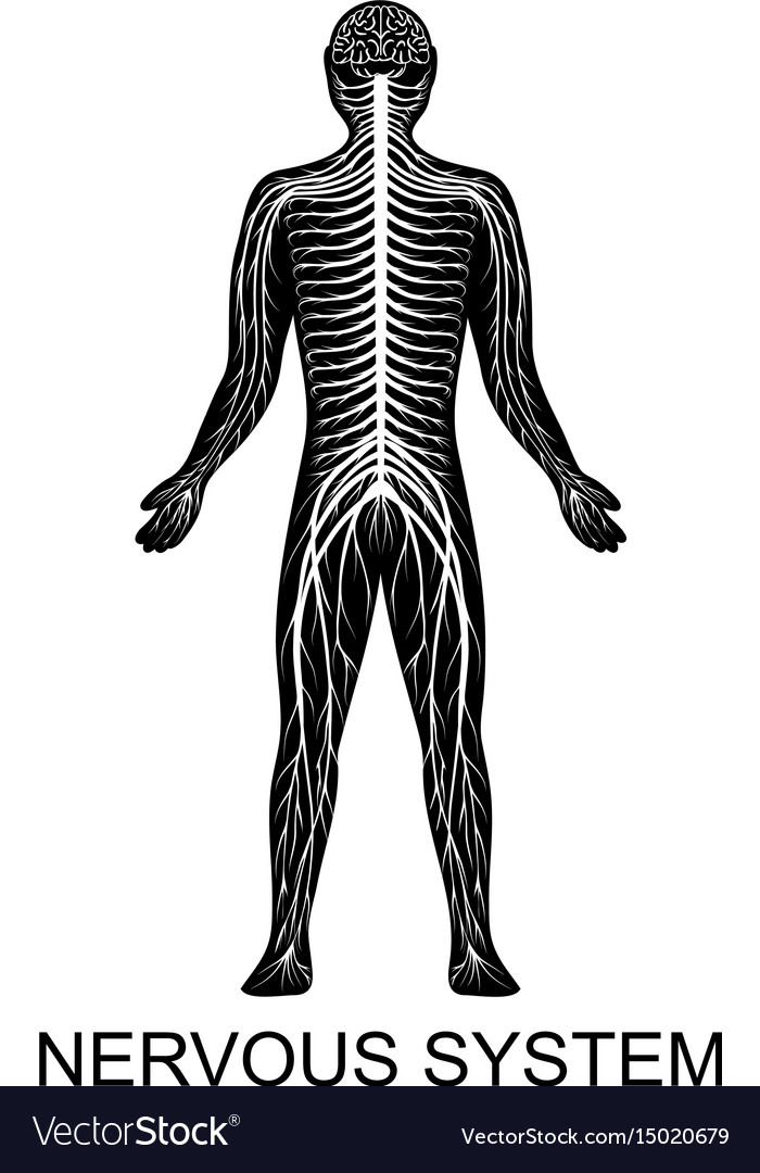 Menschliches Nervensystem Lizenzfreies Vektorbild