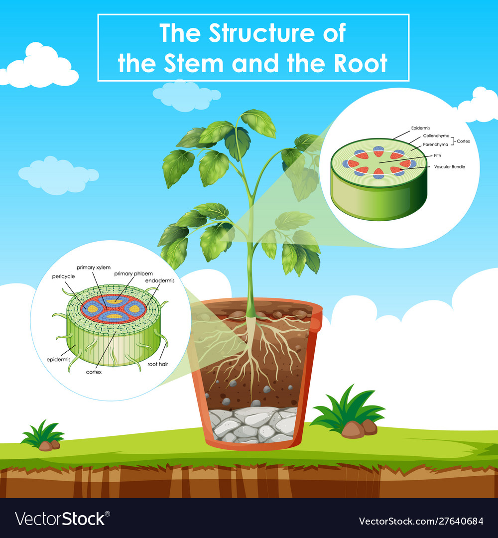 Diagram showing structure stem and root Royalty Free Vector