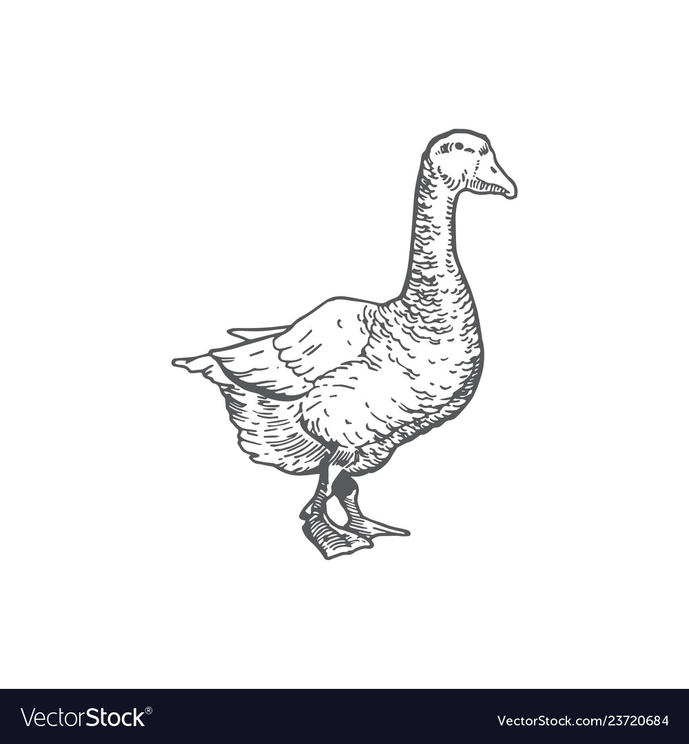 Goose hand drawn abstract Royalty Free Vector Image