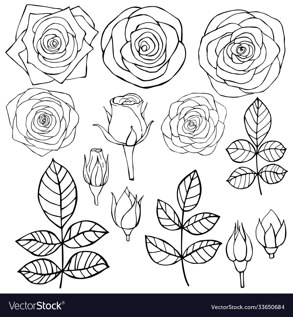 Hand drawn flowers roses sketch Royalty Free Vector Image