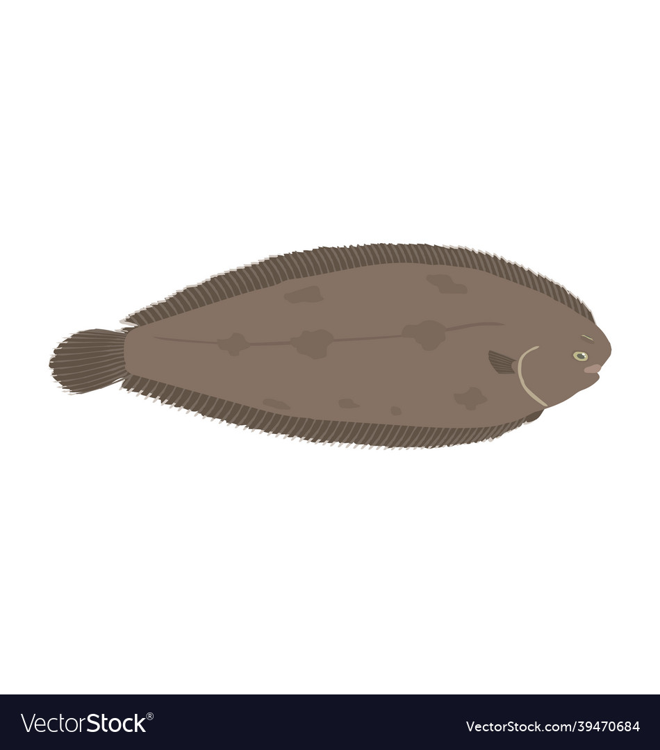 Solea - common sole - side view