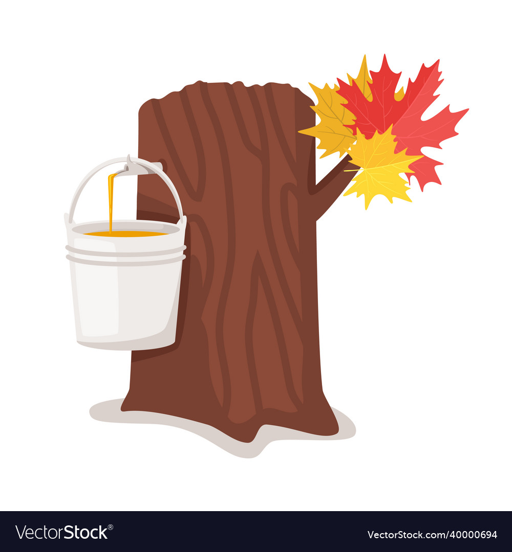 Process Of Producing Of Traditional Maple Syrup Vector Image 3483