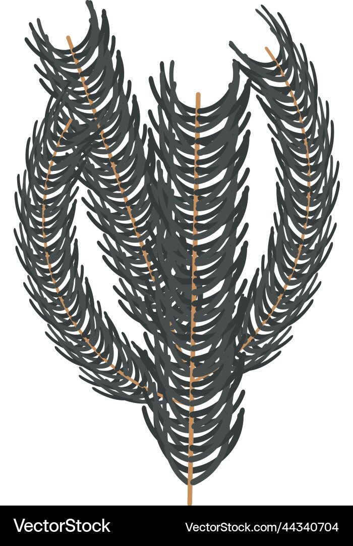 Pine branch tree Royalty Free Vector Image - VectorStock