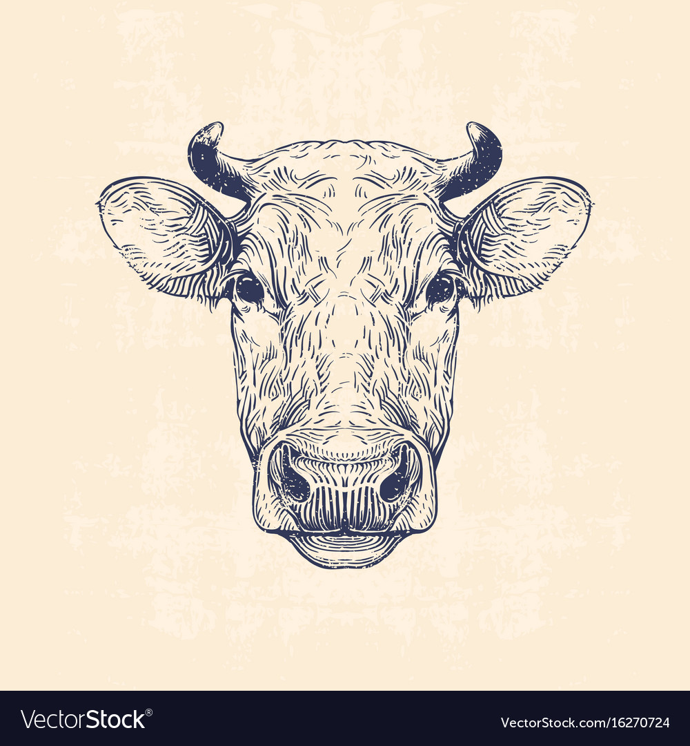 Cow Head Royalty Free Vector Image Vectorstock 2994