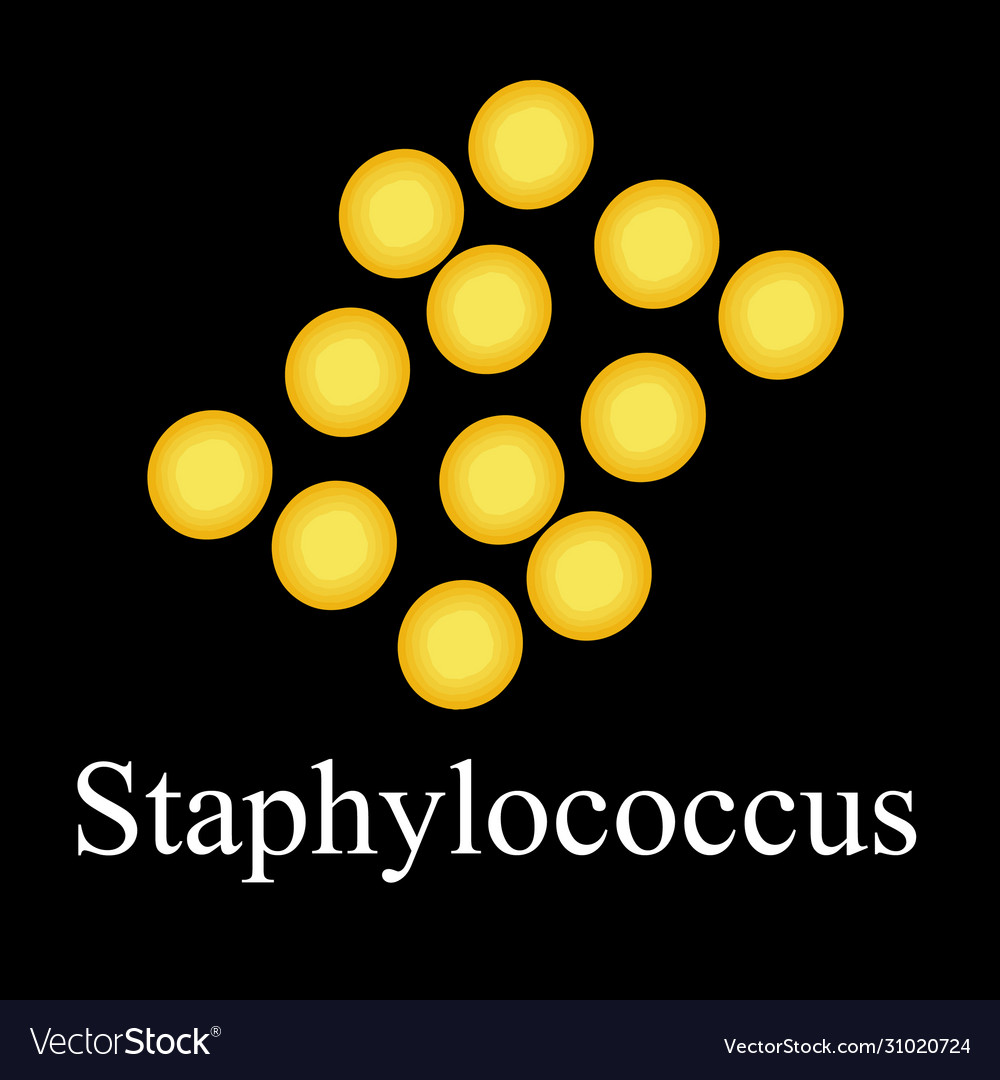 Staphylococcus aureus bacteria