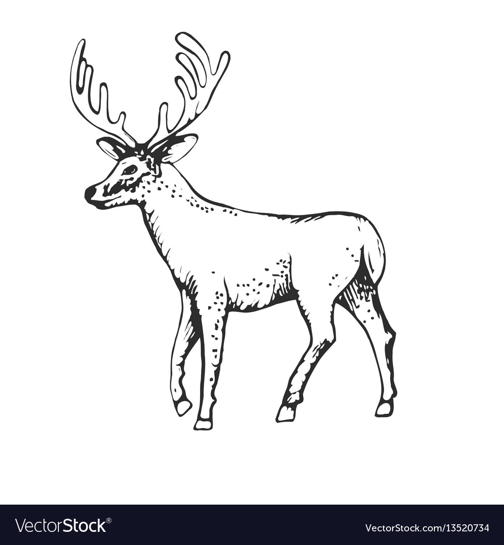 Deer engraving style vintage hand Royalty Free Vector Image