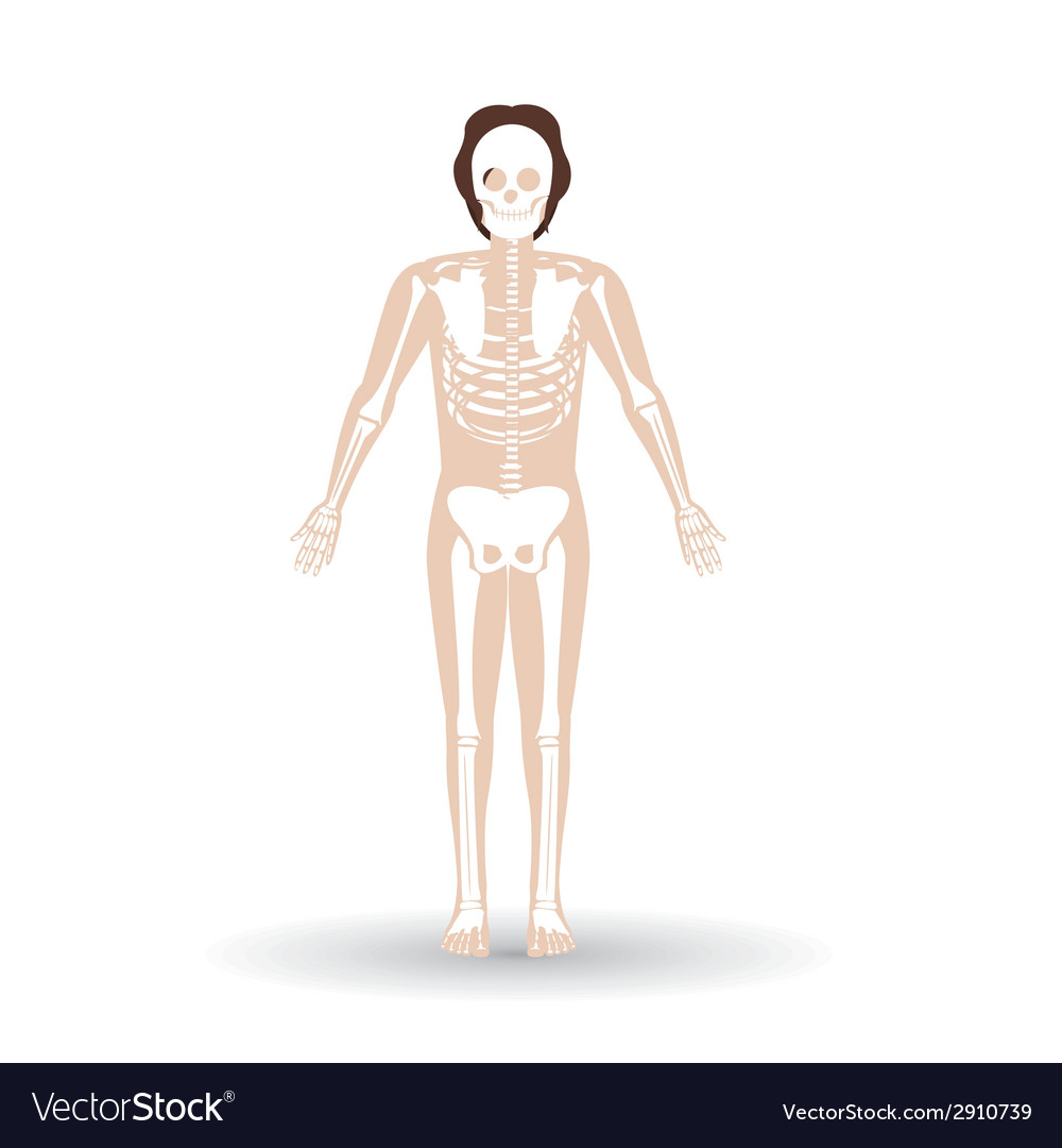 Body design over white background Royalty Free Vector Image