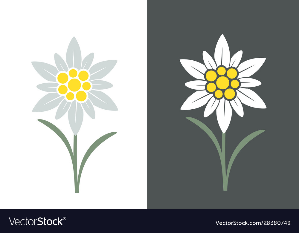 Edelweiss flower Royalty Free Vector Image - VectorStock