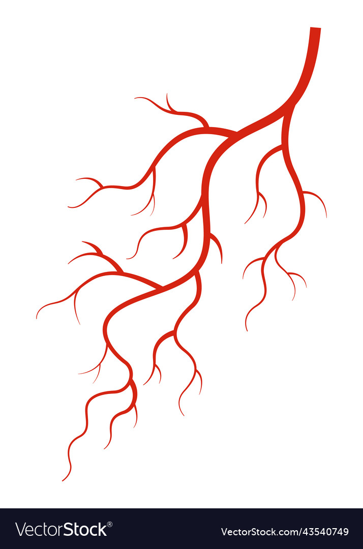 Human veins red silhouette vessel arteries Vector Image