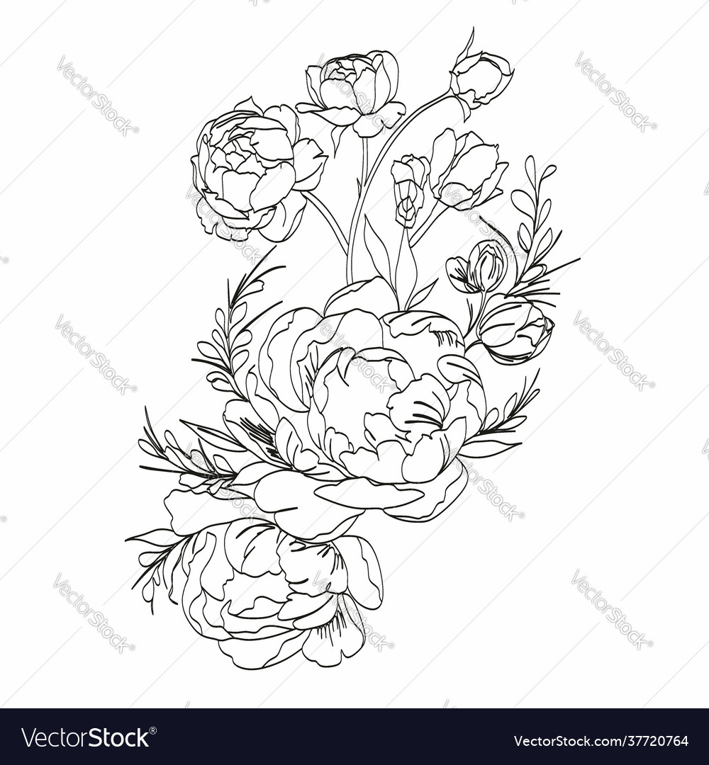 Peony line drawing flower art peonies Royalty Free Vector