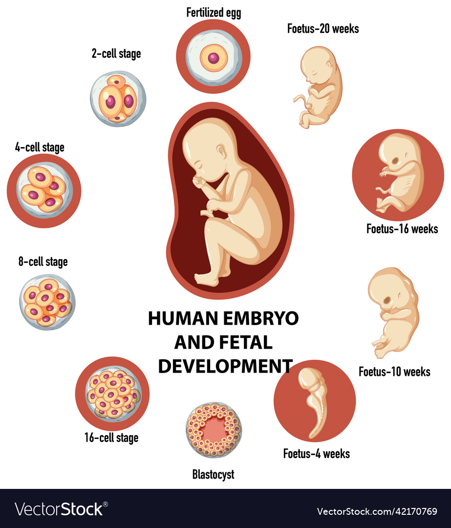 Human embryonic and fertilisation development Vector Image