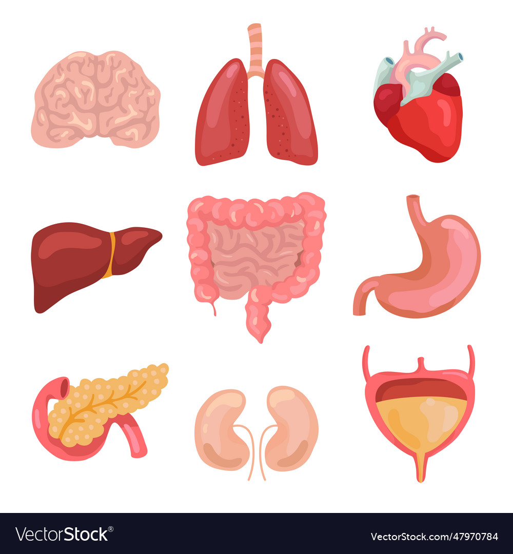 Cartoon human body organs healthy digestive Vector Image