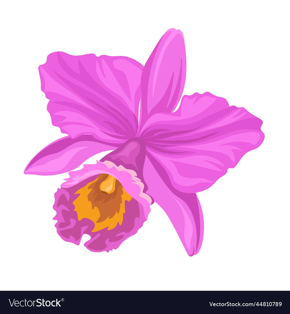Purple orchid flower isolated Royalty Free Vector Image