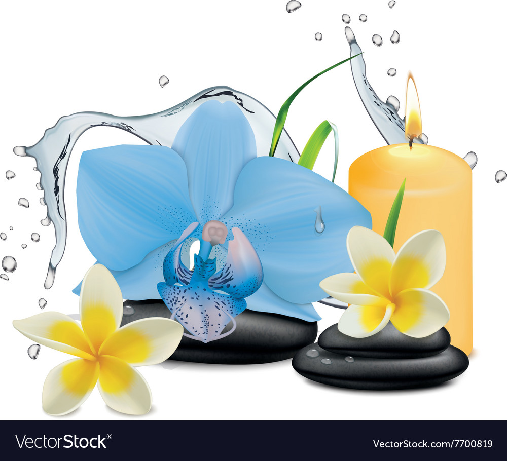 Orchid Flower Water Splash And Zen Stone Vector Image
