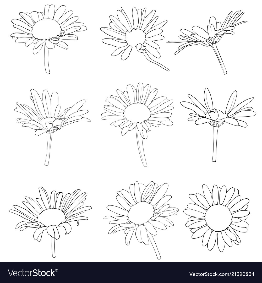 Set Drawing Daisy Flowers Royalty Free Vector Image