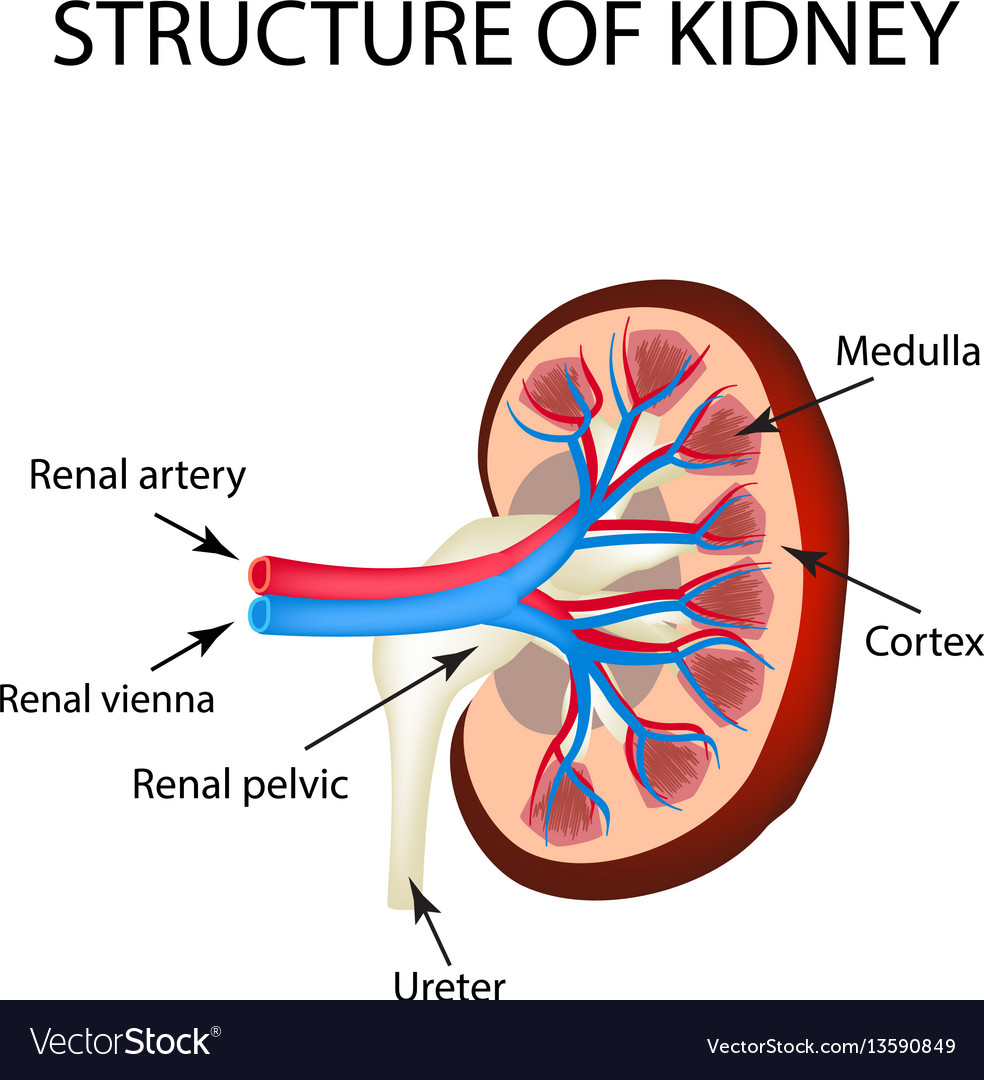 The anatomical structure of kidney on isolated Vector Image