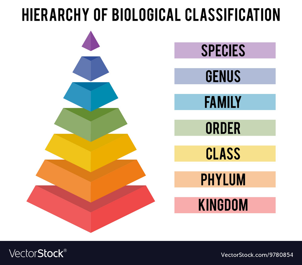 with-major-taxonomic-ranks-royalty-free-vector-image