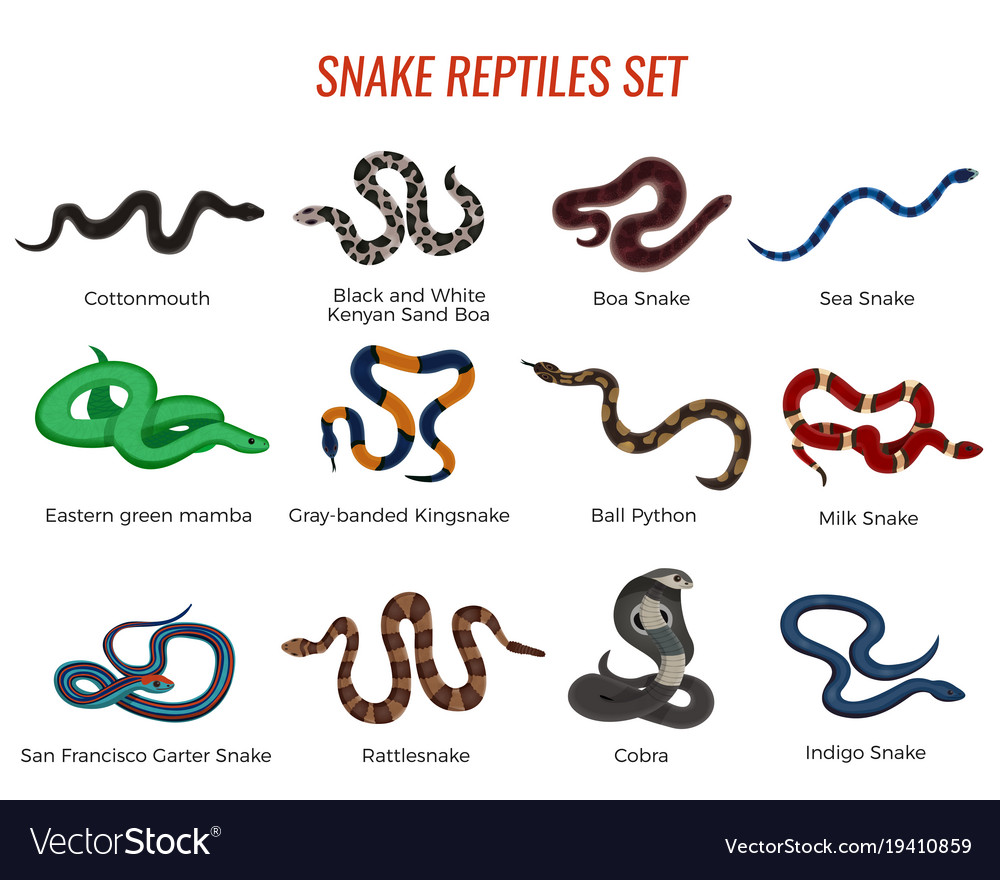 Snakes reptiles set Royalty Free Vector Image - VectorStock