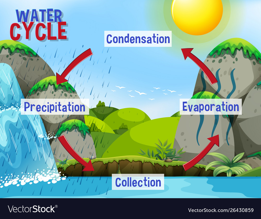 Water cycle process on earth - scientific Vector Image