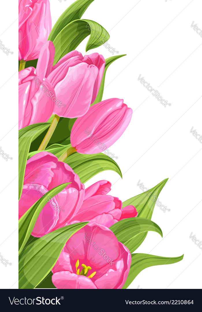 Pink tulips on white background Royalty Free Vector Image