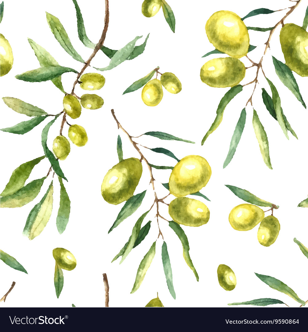 Watercolor olive branch background Royalty Free Vector Image