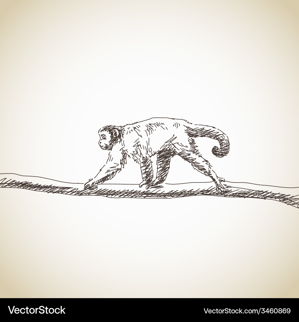 Brown capuchin Royalty Free Vector Image - VectorStock
