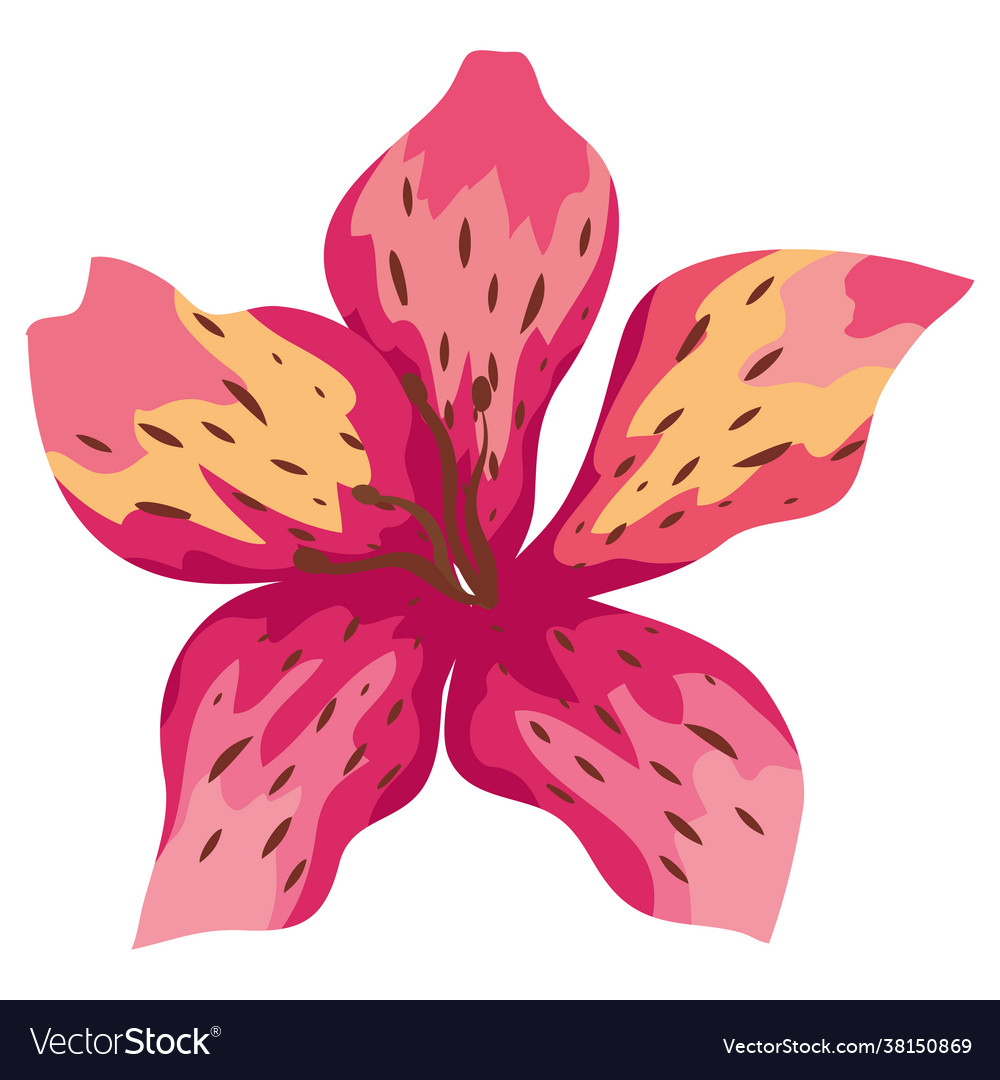 Isolated orchid flower Royalty Free Vector Image