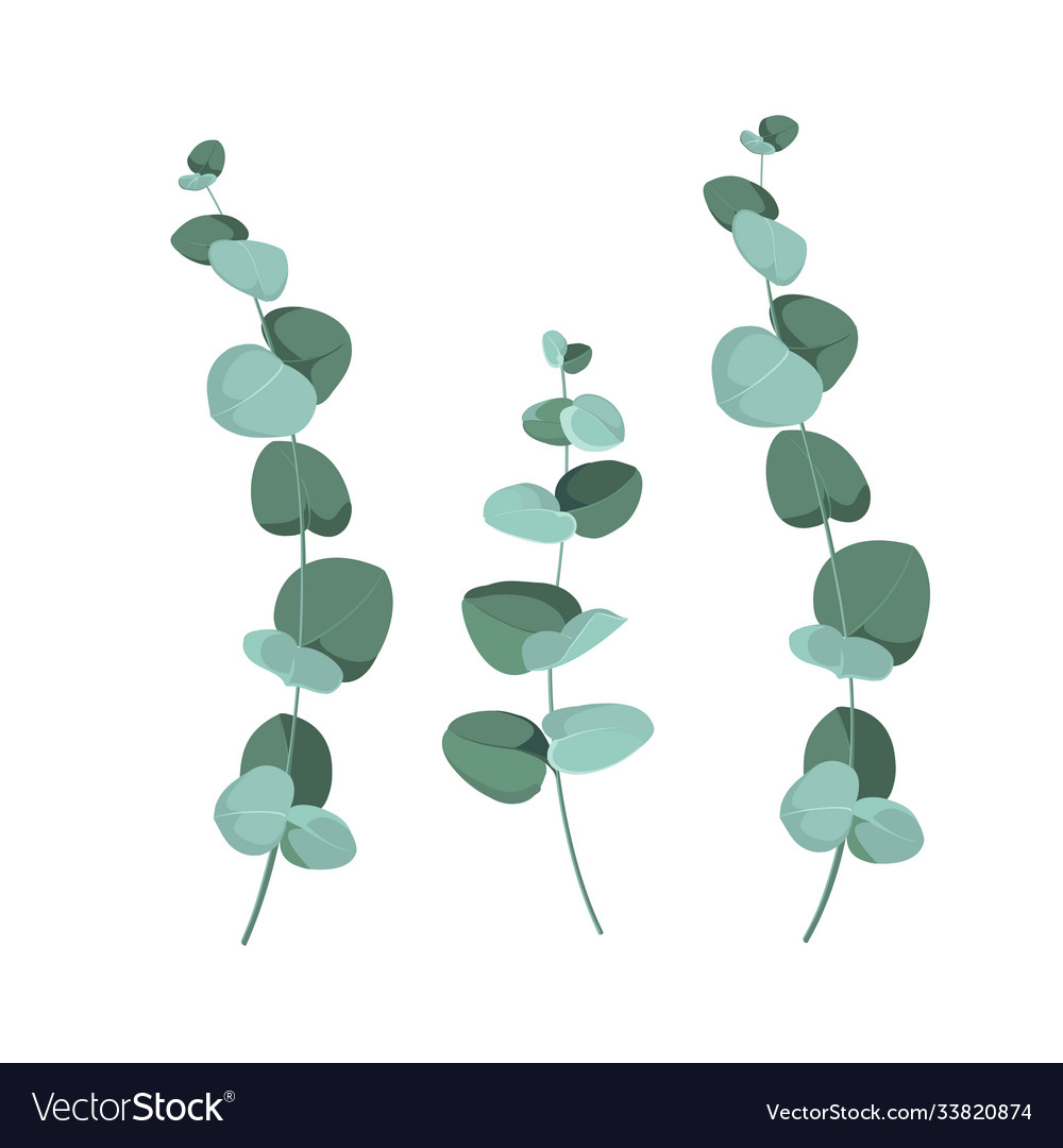 Eucalyptus branches on a white background design Vector Image