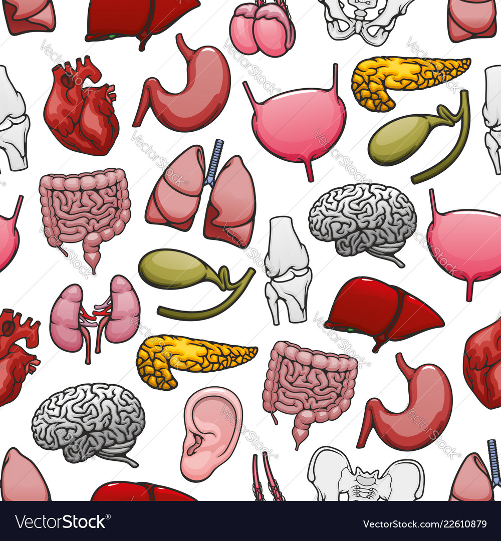 Human organs and bones medical seamless pattern Vector Image