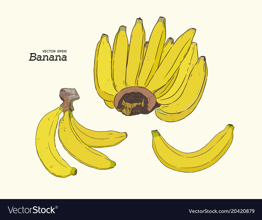 Set of line-art bananas overripe banana single