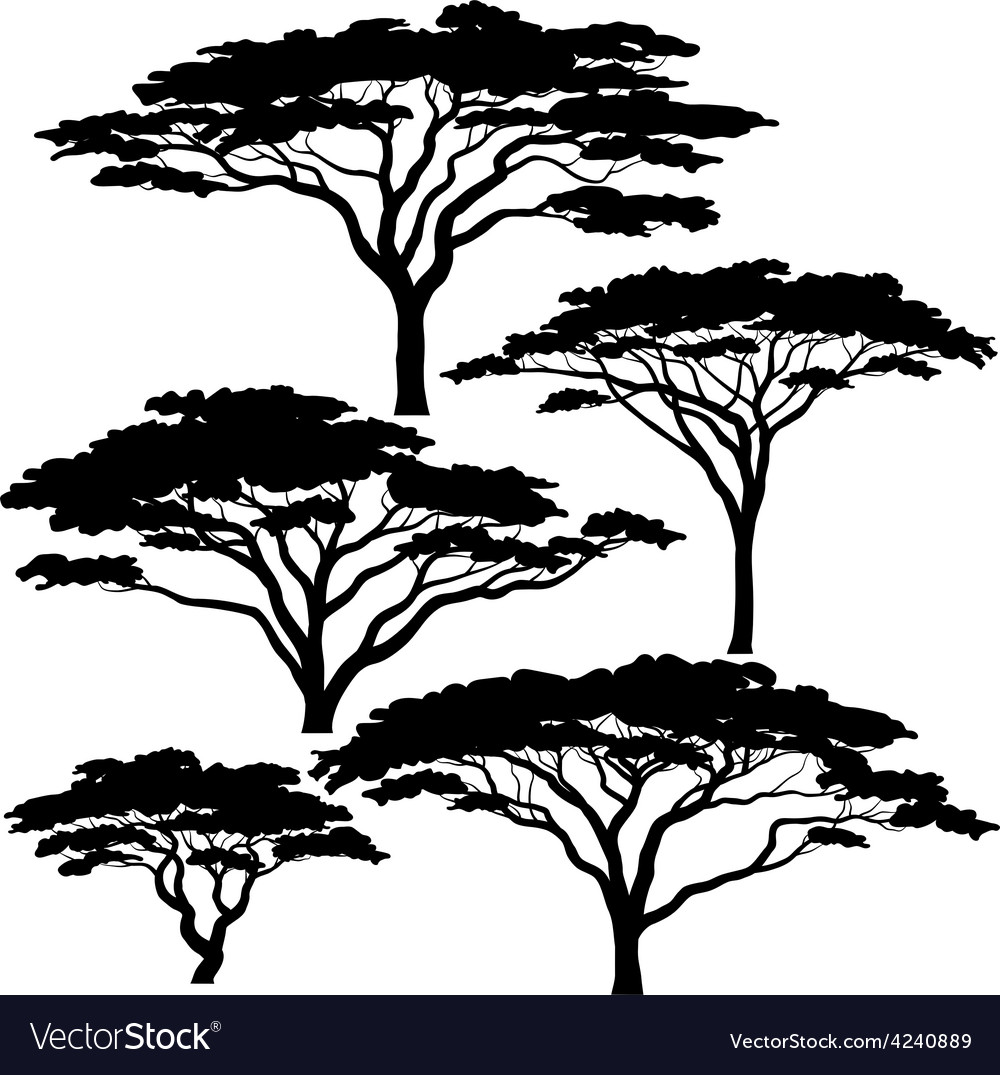 acacia tree silhouette