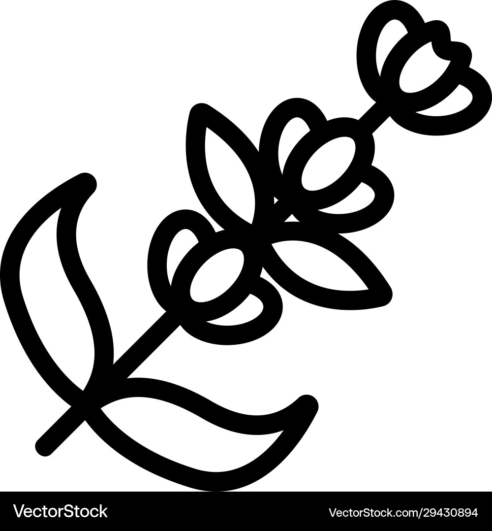 Lavender flower icon isolated contour Royalty Free Vector