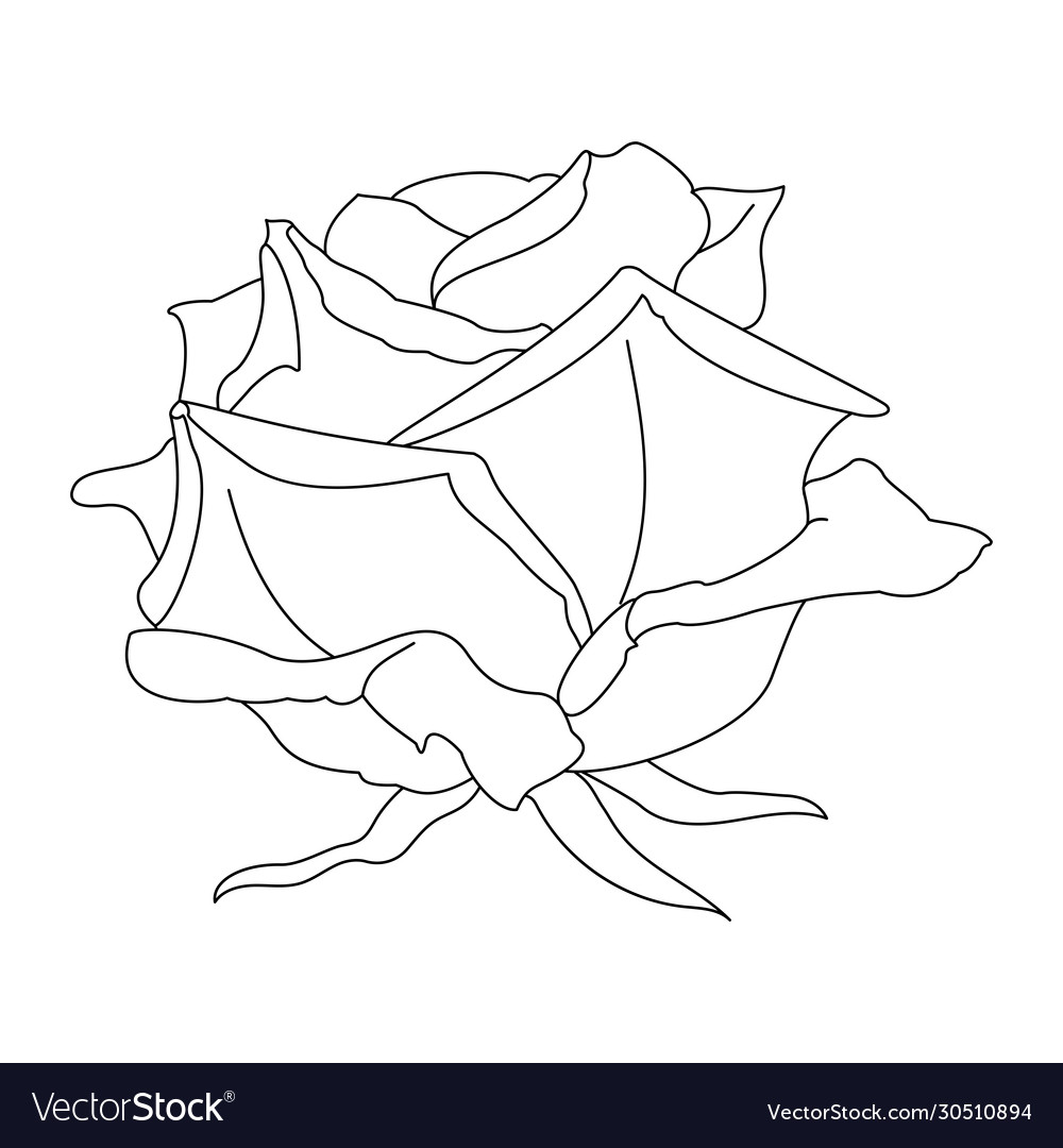 Rose flower clip art Royalty Free Vector Image